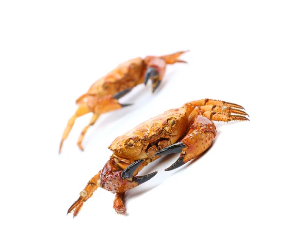 Deux crabes bouillis jaunes — Photo