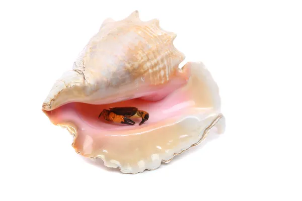 Crab into shell of rapana. — Stock Photo, Image