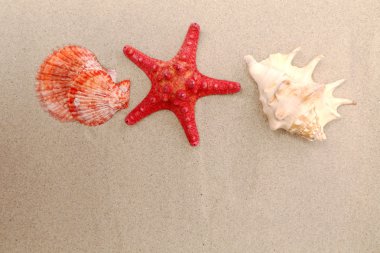 kırmızı deniz yıldızı ve kumlu zemin üzerine kabukları