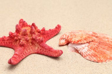 kırmızı deniz yıldızı ve kabuk kumlu zemin üzerine