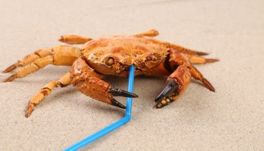 Red crab on sand and tubule for a cocktail