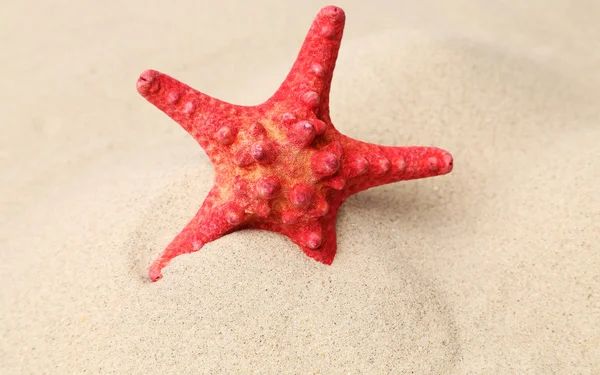 砂背景上的红色海星。关闭. — 图库照片