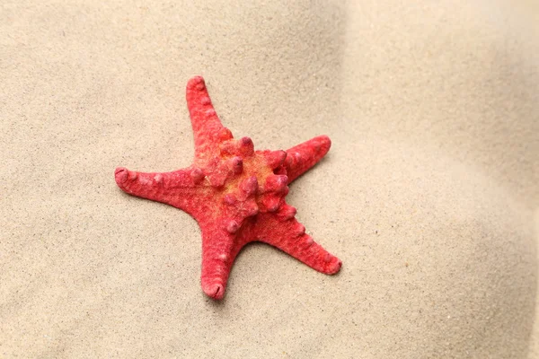 Red starfish on a sand background. — Stock Photo, Image