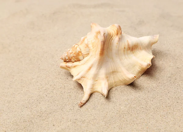 Schelp over zand. zanderige achtergrond. Close-up. — Stockfoto