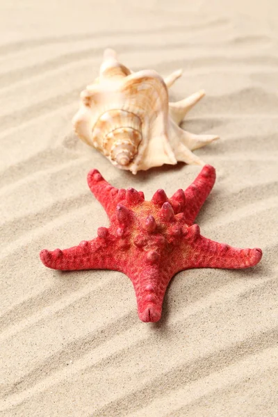赤いヒトデや砂浜の背景上でシェル — ストック写真