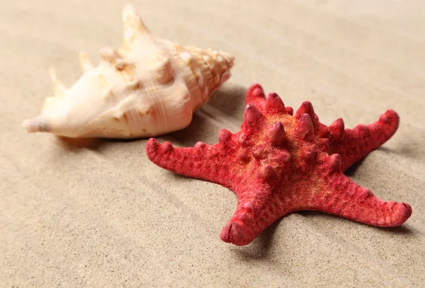 Red starfish and shell on sandy background — Stock Photo, Image
