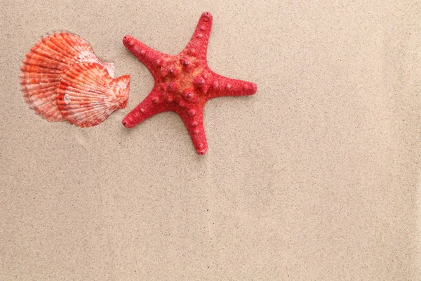 Красная морская звезда и раковина на песчаном фоне — стоковое фото