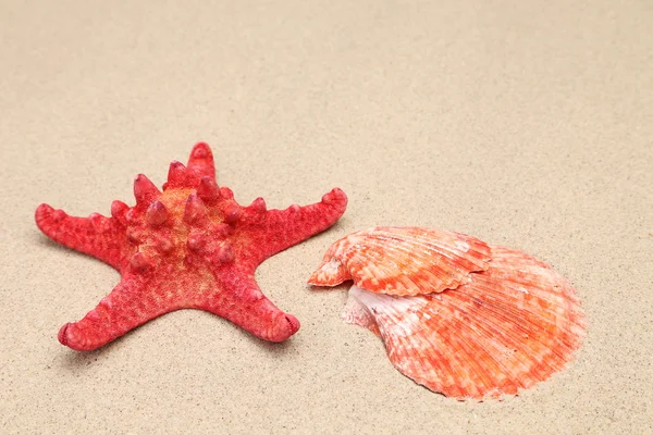 Röd sjöstjärna och shell på sandstranden bakgrund — Stockfoto