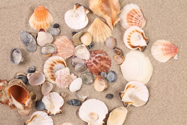 Морские раковины на песке в качестве фона — стоковое фото