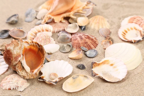 Muscheln auf Sand als Hintergrund. Nahaufnahme. — Stockfoto