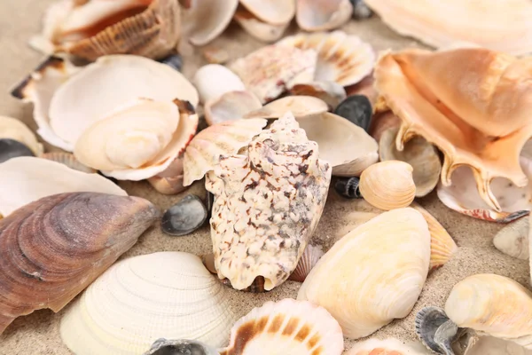 Морские раковины на песке в качестве фона. Закрыть . — стоковое фото