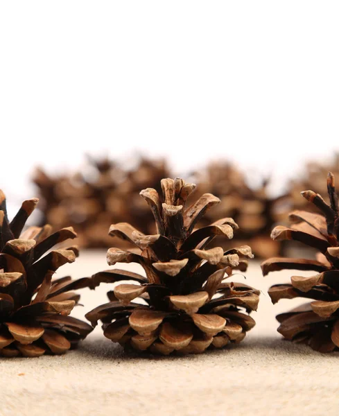 Fundo de cones de pinho dispostos na areia — Fotografia de Stock