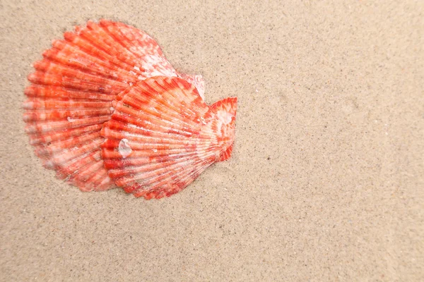 Červené shell na písečné pozadí. — Stock fotografie