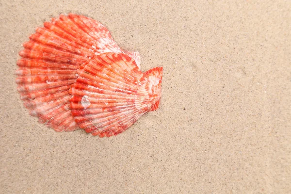 Cáscara roja sobre un fondo arenoso . — Foto de Stock