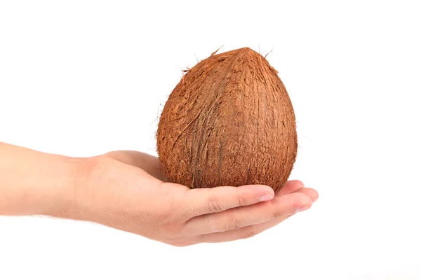 Kokosnuss auf der Hand isoliert. weißer Hintergrund. — Stockfoto