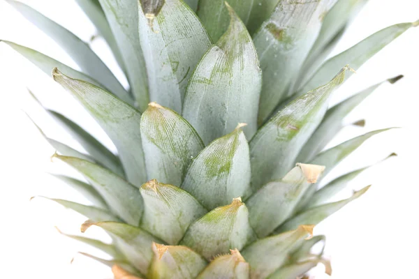 Tail of pineapple isolated on white — Stock Photo, Image