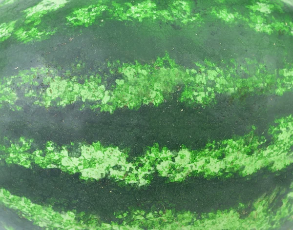 Watermelon texture — Stock Photo, Image