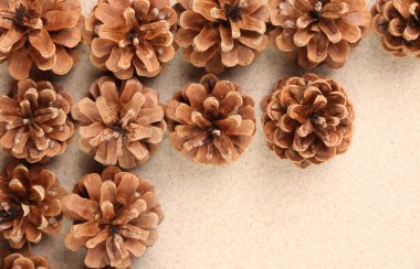 çam kozalakları kum üzerine düzenlenmiştir.