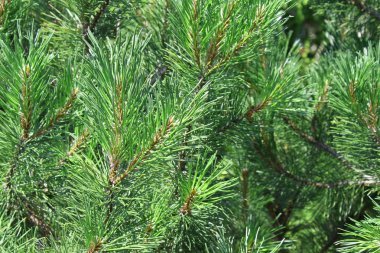 arka planını çam iğneleri.