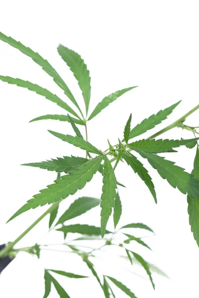 Cannabis növény. — Stock Fotó