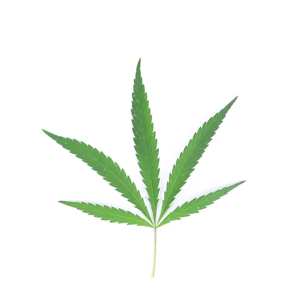 Cannabis leaf. — Stockfoto