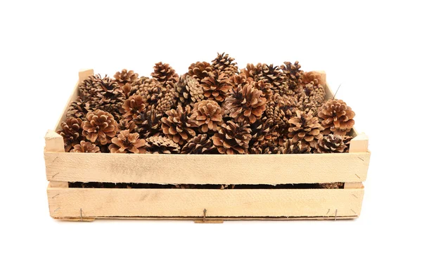 Coni di pino nella scatola di legno — Foto Stock