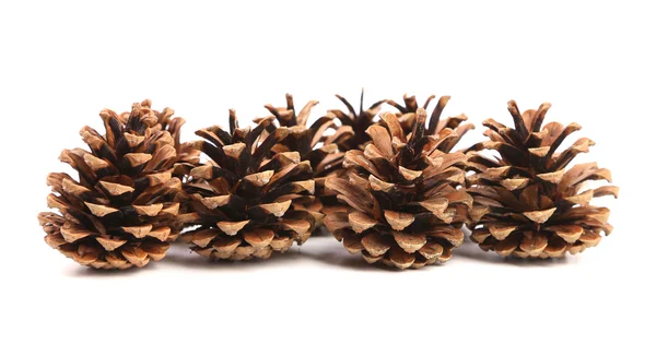 Row of pine cones. Royalty Free Stock Photos