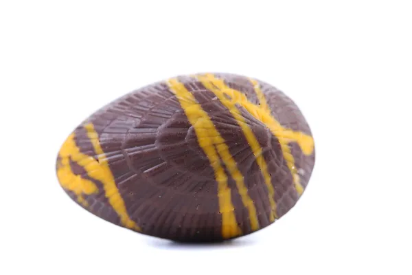 Donkere chocolade zeeschelp. — Stockfoto