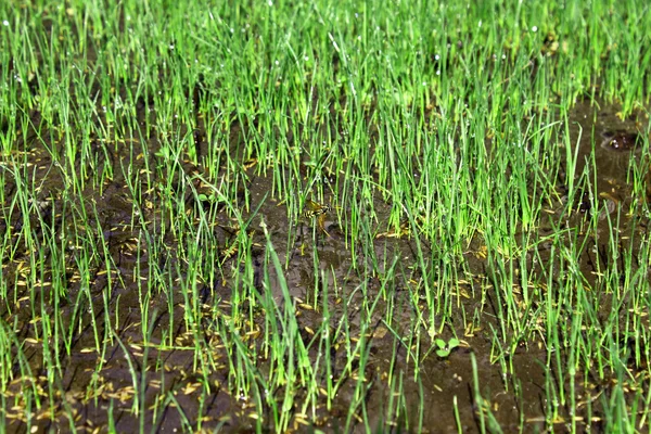 De groeiende planten sluiten betrekkingen jonge gras. — Stockfoto