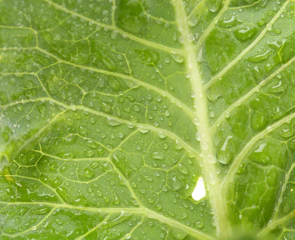 Fresh leaf of kohlrabi. Close up. — Stock Photo, Image