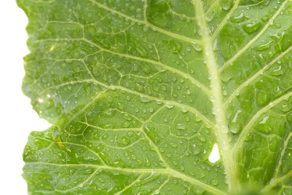 Fresh leaf of kohlrabi. Close up.. — Stock Photo, Image