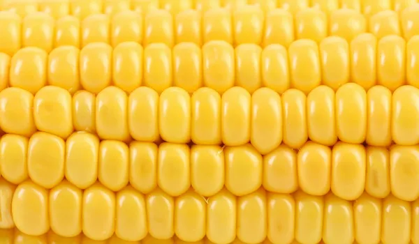 Achtergrond van maïs. — Stockfoto