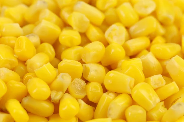 Achtergrond van maïs. — Stockfoto
