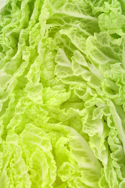 Close up of chenese cabbage — Stock Photo, Image