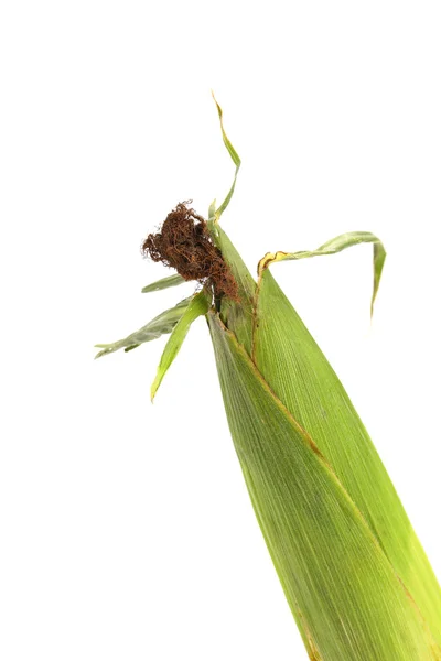 Färsk majs öra — Stockfoto