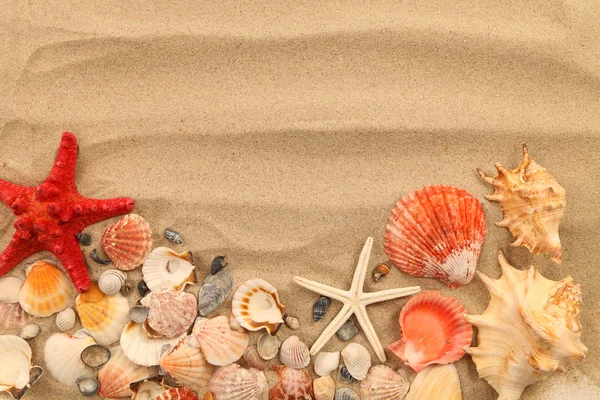 Massa skal och seastars på sandstranden bakgrund — Stockfoto