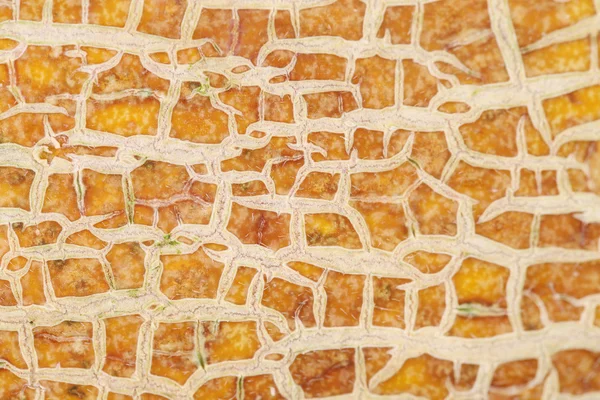 Cantaloupe melão textura macro. Fechar . — Fotografia de Stock