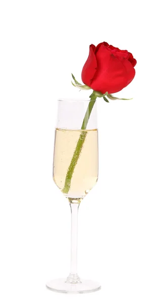 Red rose in glass of champagne — Stock Photo, Image