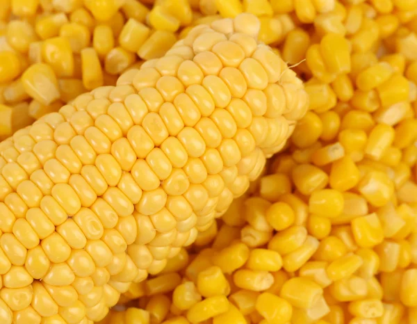 Maïskolf op een bulk van maïs korrels. — Stockfoto