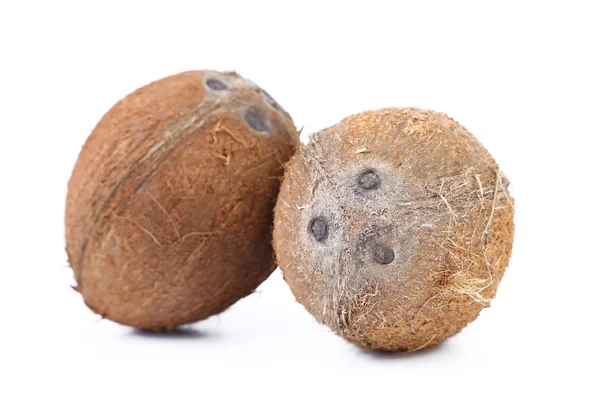 Two coconuts — Stock Photo, Image