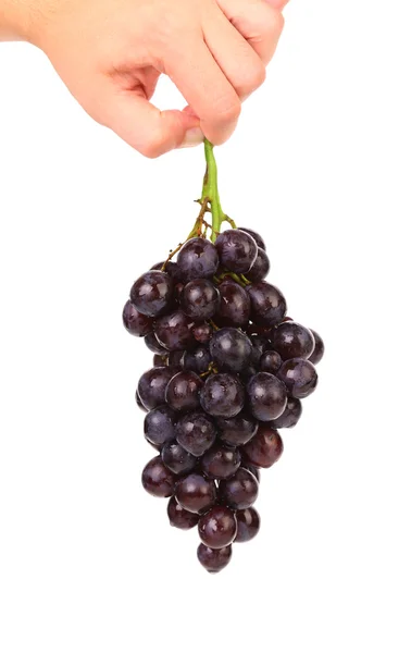 Hand holds grapes — Stock Photo, Image