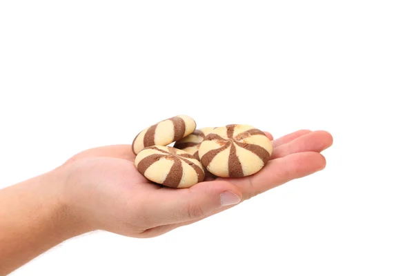 Hand holds Biscuits of a chocolate cloves. — Stock Photo, Image