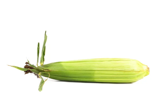 Mazorca de maíz cerrada aislada sobre fondo blanco —  Fotos de Stock