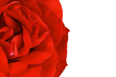 kırmızı gül yaprağı kapatın. arka plan.