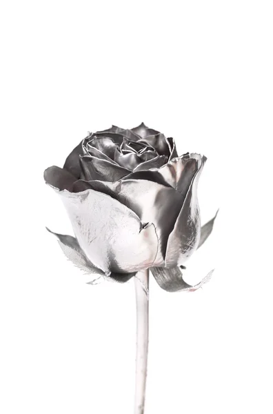 The photo of beautiful silver rose — Stock Photo, Image