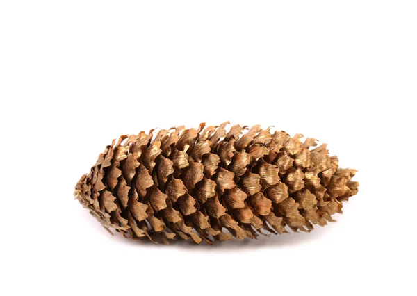 Golden large pine cone. — Stock Photo, Image