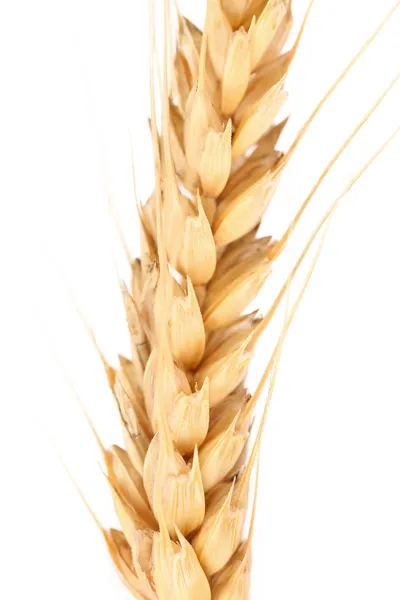 Ear of wheat. Macro. — Stock Photo, Image