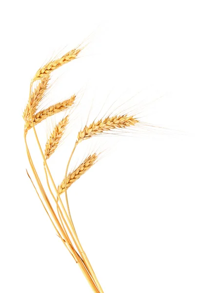 Orejas de trigo . — Foto de Stock