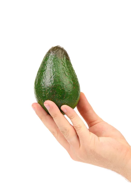 Tenute a mano avocado . — Foto Stock