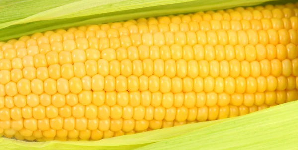 Contexte de l'épi de maïs. Gros plan . — Photo